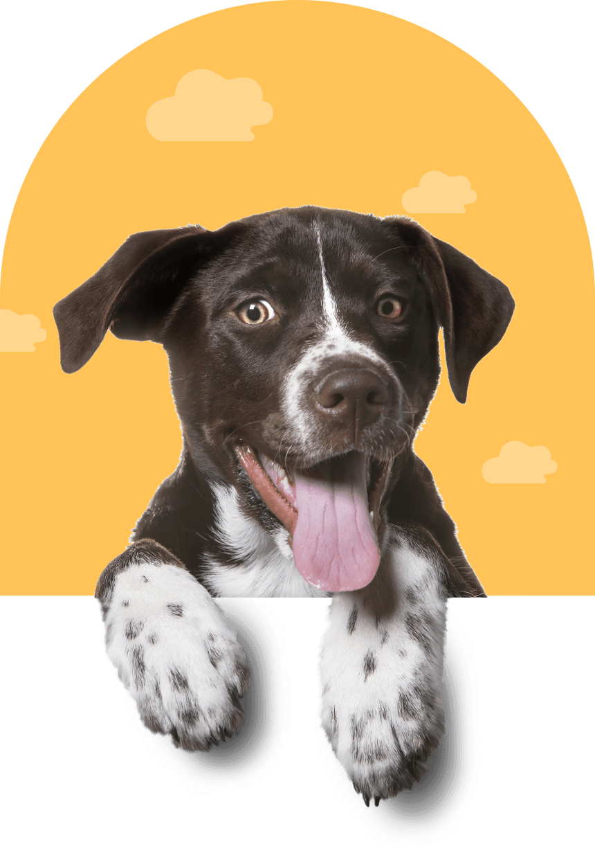 happy dog sticking its toungue out
